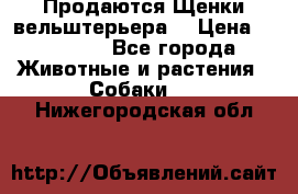 Продаются Щенки вельштерьера  › Цена ­ 27 000 - Все города Животные и растения » Собаки   . Нижегородская обл.